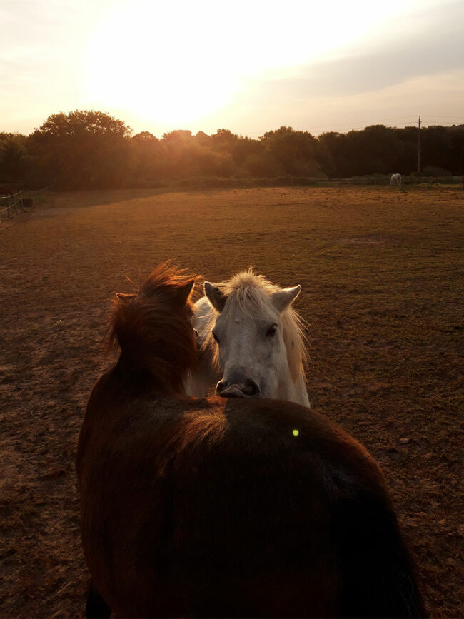 Tarifs poney club de caudan