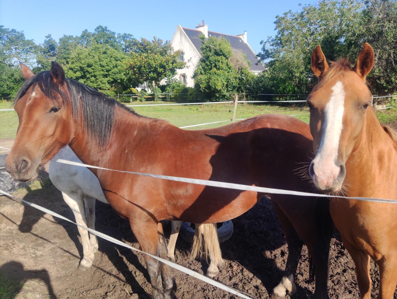 Pensions poney club de caudan