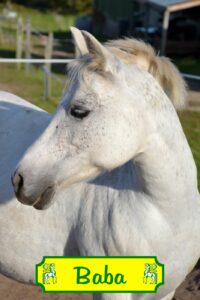 Cavalerie - Poney club de Caudan 1 Baba