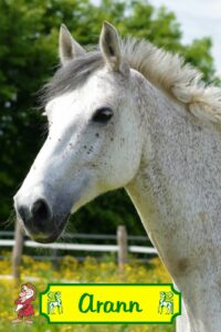 Cavalerie - Poney club de Caudan 2 Arann 013